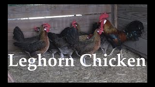 Chicken Breed Analysis The Leghorn [upl. by Alper376]