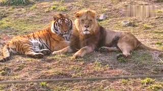 Siberian tiger playing with African lions [upl. by Allerim]