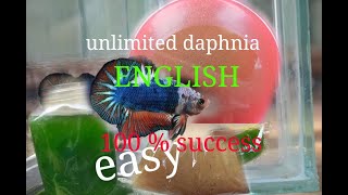 daphnia moina culture Easy way Unlimited production English  with sub Green water Chlorella [upl. by Aneehta]