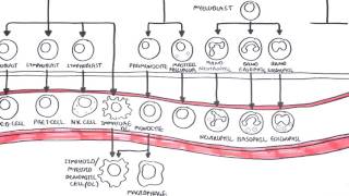 An introduction to Haematopoesis [upl. by Berghoff]