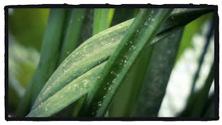 Aphids or Spider Mites Identifying Plant Pests [upl. by Treva]