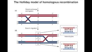 Homologous Recombination I [upl. by Byrne]