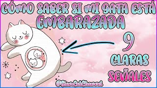 ¿CÓMO SABER SI MI GATA ESTÁ EMBARAZADA 9 SEÑALES  SiamCatChannel [upl. by Annamaria]