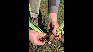 How to Dig and Divide Bearded Iris [upl. by Michal]