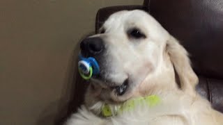 Dog Refuses to Give Up Pacifier [upl. by Norling148]