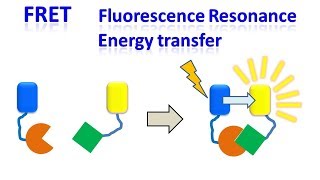 FRET  Fluorescence resonance energy transfer [upl. by Nerehs132]