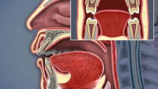 Airway and TMJ [upl. by Malo558]