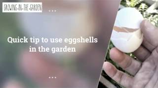 Quick tip for using eggshells in the garden [upl. by Dowzall]