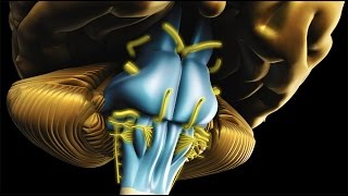 Neuroanatomy  The Brainstem [upl. by Ahsirtak]