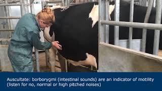 Abdominal examination in ruminants [upl. by Fasano868]