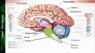 Neurociência Básica  Aula 01  Função e Organização do Sistema Nervoso [upl. by Enyedy143]