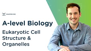 Eukaryotic Cell Structure amp Organelles  Alevel Biology  OCR AQA Edexcel [upl. by Nitneuq]