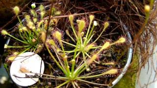 Drosera Intermedia Tropical forms Sundews Carnivorous Plants [upl. by Kursh56]