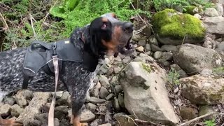 Bluetick Coonhound Baying [upl. by Danyette470]