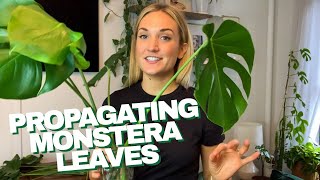 How to Propagate a Monstera  The RIGHT Way to Cut Your Monstera Leaves and Grow Roots in Water [upl. by Ruhtracm]