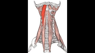 Longus capitis exercise [upl. by Nwaf]