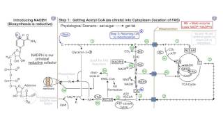 Fatty Acids and Lipid Biosynthesis [upl. by Ark349]