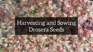 Harvesting and Sowing Drosera Seeds  SubTropical Sundews [upl. by Vorster]