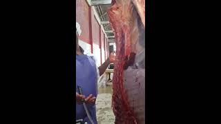 MEAT INSPECTION BOVINE CARCASS [upl. by Yllac]