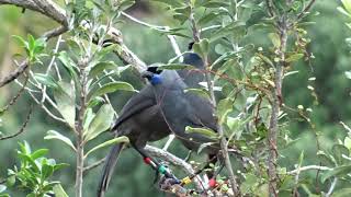 North Island Kokako pair duetting [upl. by Anohs]