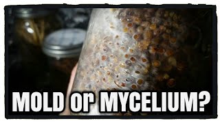 Mold or Mycelium Growing Oyster Mushrooms [upl. by Gearalt]