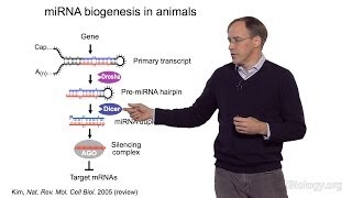 David Bartel Whitehead InstituteMITHHMI Part 1 MicroRNAs Introduction to MicroRNAs [upl. by Nolek]