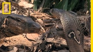 Cobra vs Monitor Lizard  National Geographic [upl. by Nageet]