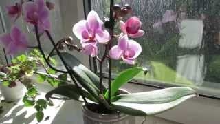 Phalaenopsis orchid Care [upl. by Nnaj]