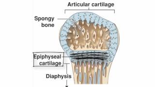 Endochondral Ossification by Kevin Petti PhD [upl. by Akilak]