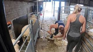 Shearing lambs how to shears sheep [upl. by Racso817]