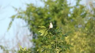 Willow Flycatcher making quotFitzbewquot Call [upl. by Thalassa]