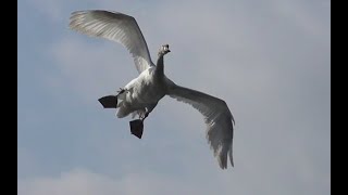 SWANS  Slow Motion Flying Take Off and Landing [upl. by Niki]