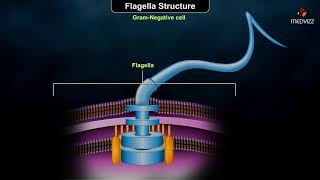 Flagellar structure  Grampositive and Gramnegative cells [upl. by Attaynik]