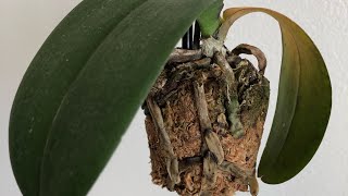 My Orchid Is Dying Phalaenopsis Orchid Rescue Repotting [upl. by Wengert]