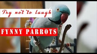 PARROTS GOING CRAZY  Try not to laugh [upl. by Ettedranreb347]