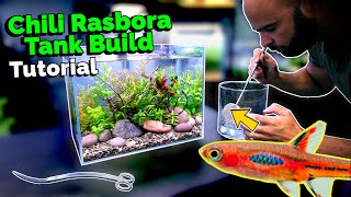 Building a Nano Jungle Planted Aquarium for Chili Rasbora [upl. by Latoya706]