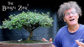 Less is More Pruning my Serissa foetida Bonsai The Bonsai Zone Aug 2020 [upl. by Edda]