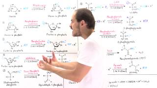 Overview of Glycolysis [upl. by Lauber]