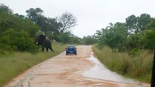 Kruger National Park elephant attack goes viral [upl. by Basset]