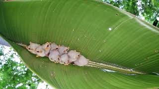 Honduran White Bats in Costa Rica [upl. by Aieken404]