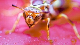 Executioner wasp in my house [upl. by Irrem]