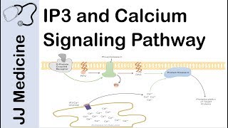 Inositol Triphosphate IP3 and Calcium Signaling Pathway  Second Messenger System [upl. by Annairba31]