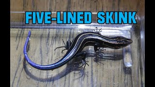 FiveLined Skink PART ONE [upl. by Moffitt]