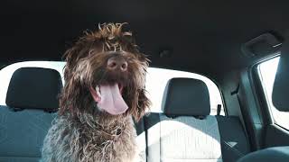 Wirehaired Pointing Griffon Living His Best Life [upl. by Abba]