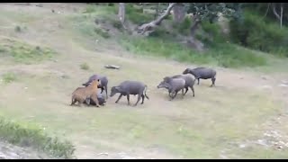 Tiger Attacks Buffalo  Intense HD [upl. by Yrac]