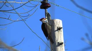 Pileated Woodpecker drumming and calling [upl. by Lekcim920]