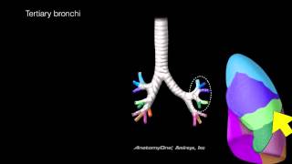 Lungs and Airways [upl. by Cresa]