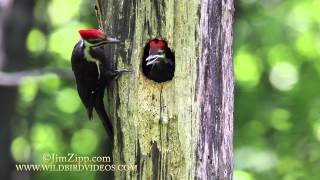 Pileated Woodpecker Nest [upl. by Lamarre199]