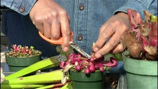 Trimming Sarracenia in Late Winter [upl. by Forster288]