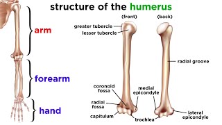 The Skeletal System [upl. by Artus]